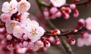 小分子奶粉是否更適合嬰兒的消化系統？